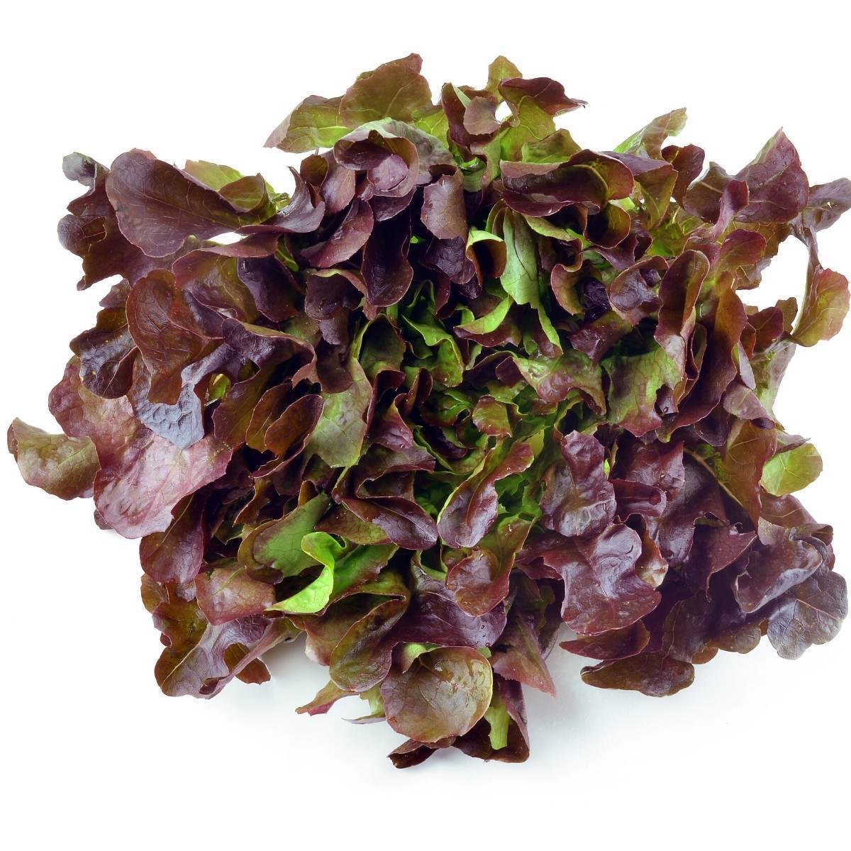 Organic Red Oakleaf Lettuce
