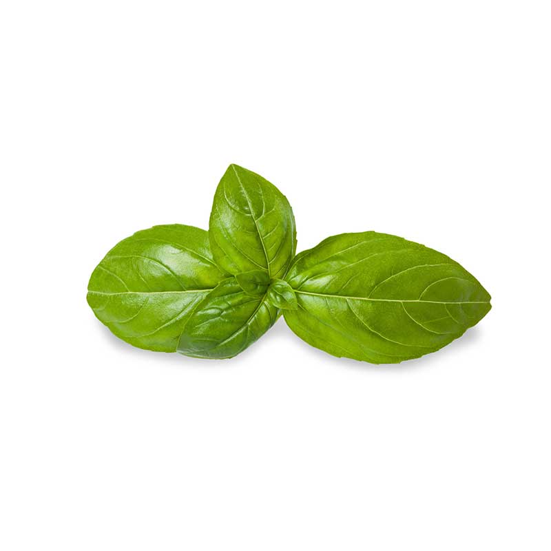 Organic Basil Buds