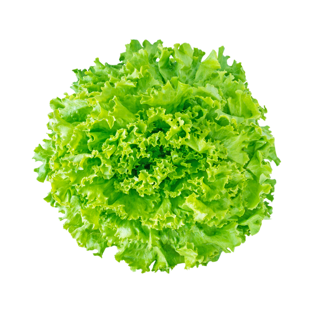 Organic green lettuce (1 head)