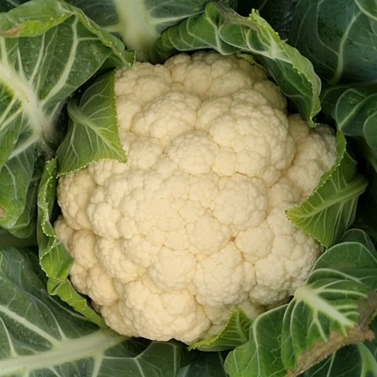 Organic Cauliflower (1 head)
