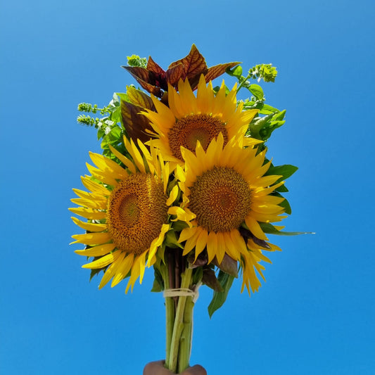 Sunflower & Basil Bouquet - 5 Stem
